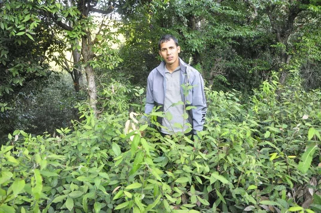 Pine Forest Restoration